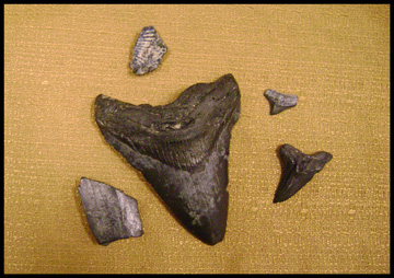 peace river preserve aerial